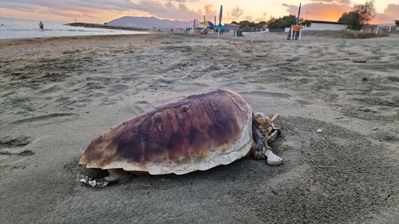 Tartaruga Caretta caretta nidifica a Sabaudia, è un evento raro