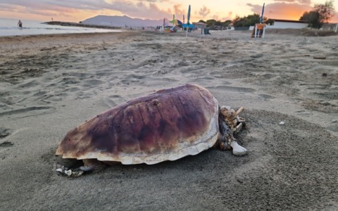 Tartaruga Caretta caretta nidifica a Sabaudia, è un evento raro