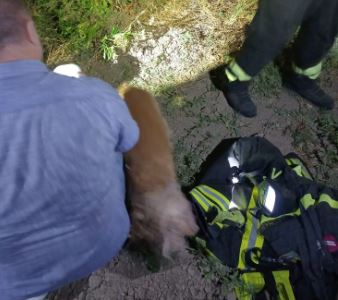 Salvati due cani nel canale di viale Pennacchi a Latina