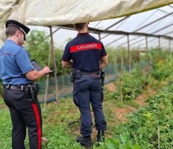 Tre imprenditori agricoli denunciati per lavoro irregolare