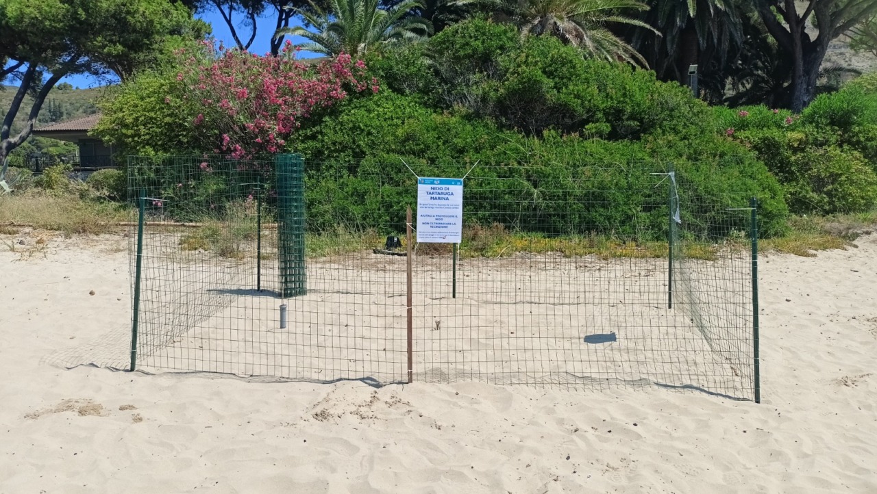 Nascita di un nido di Caretta Caretta a Sperlonga