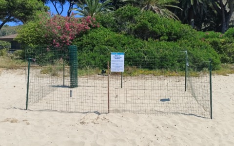 Nascita di un nido di Caretta Caretta a Sperlonga