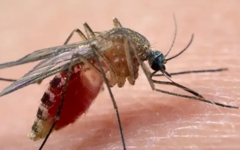 Primo caso di West Nile a Latina