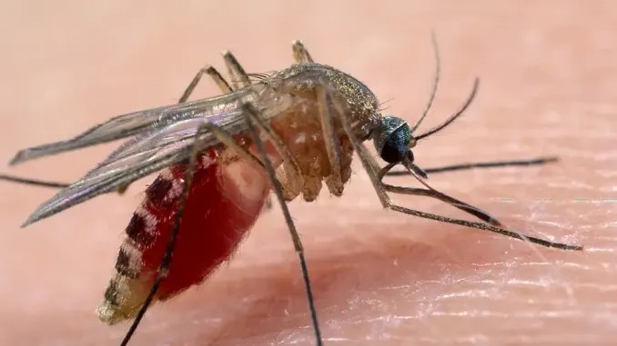 Primo caso di West Nile a Latina