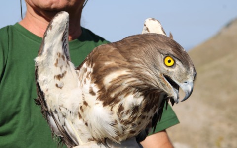 Liberate due aquile dei serpenti: Laerte e Telemaco tornano a volare