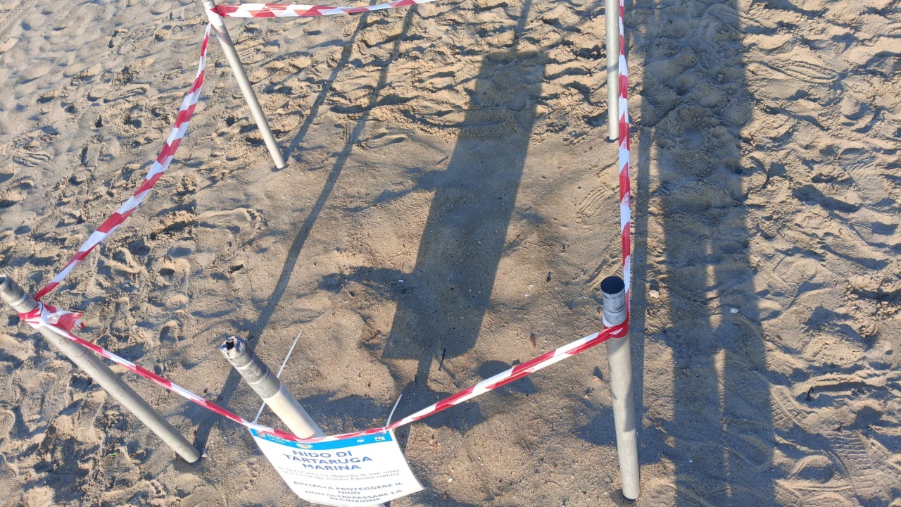 Caretta caretta, la Riviera di Ulisse al centro della stagione