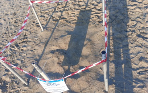 Caretta caretta, la Riviera di Ulisse al centro della stagione