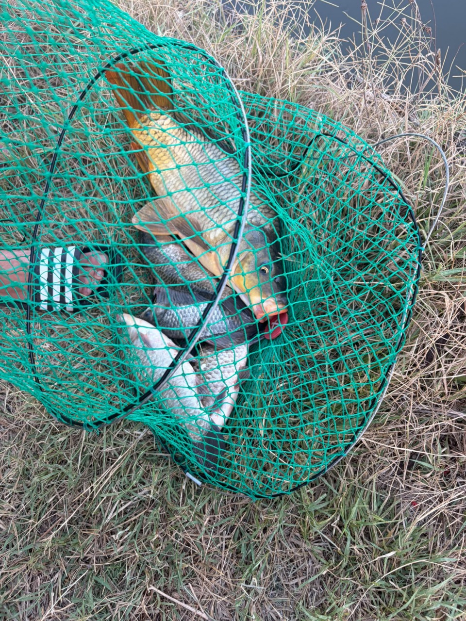 Pontinia, multe per pesca abusiva: soccorso anche dopo un incidente