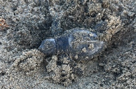 Latina, nate 20 tartarughe marine sul lungomare