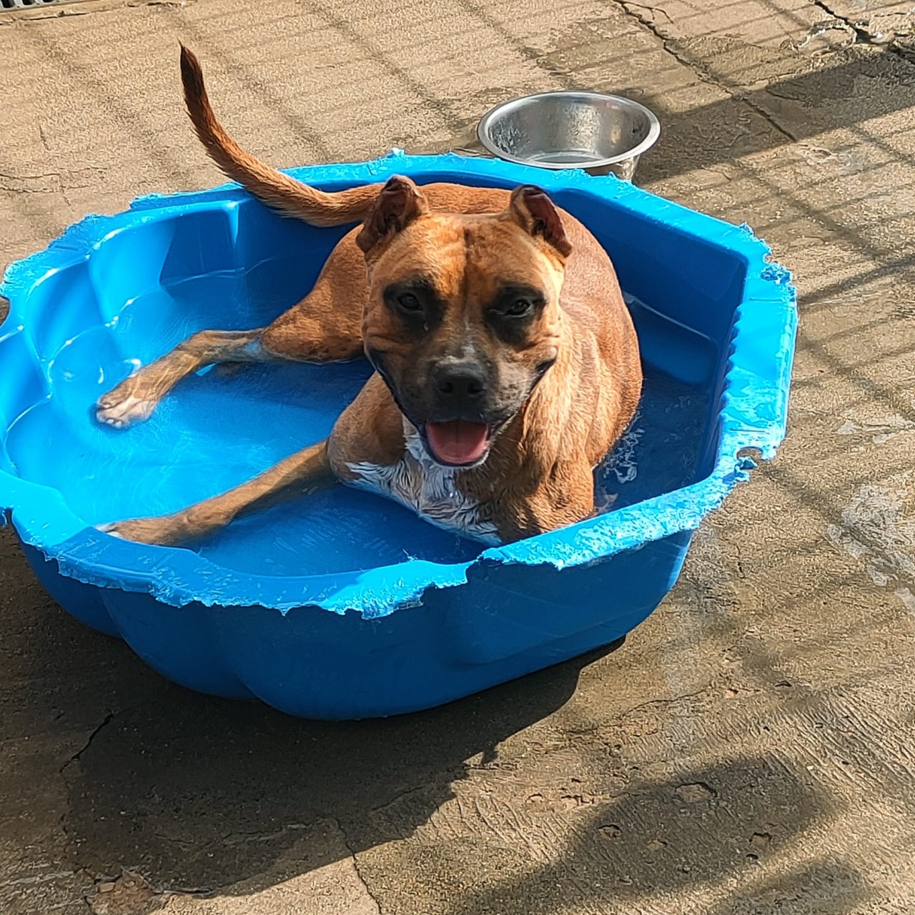 Terracina, ordinanza contro il caldo per tutelare gli animali