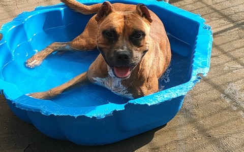 Terracina, ordinanza contro il caldo per tutelare gli animali
