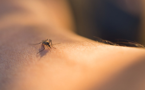 Latina intensifica la lotta contro le zanzare e il West Nile