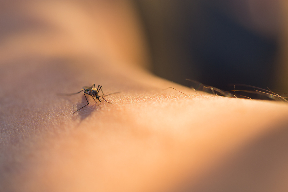 Latina intensifica la lotta contro le zanzare e il West Nile