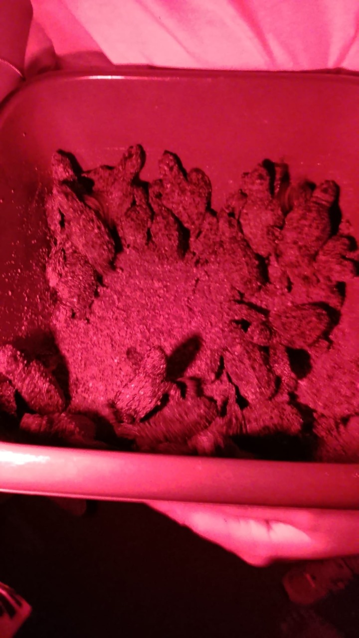 Terracina, 70 tartarughe caretta caretta verso il mare