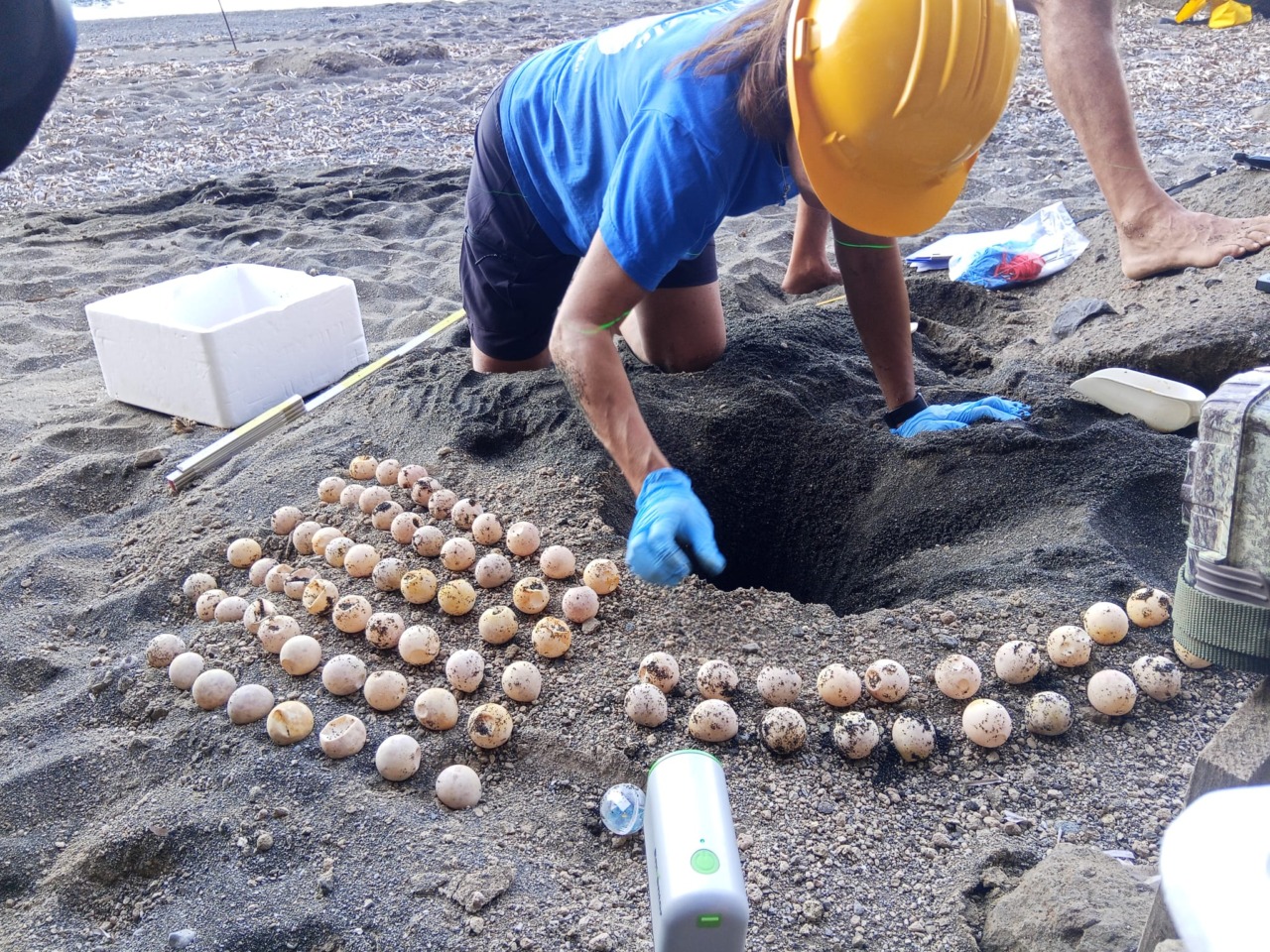 Caretta caretta, estate da record sulle coste del basso Lazio