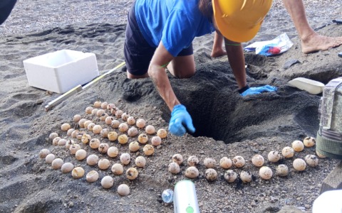 Caretta caretta, estate da record sulle coste del basso Lazio